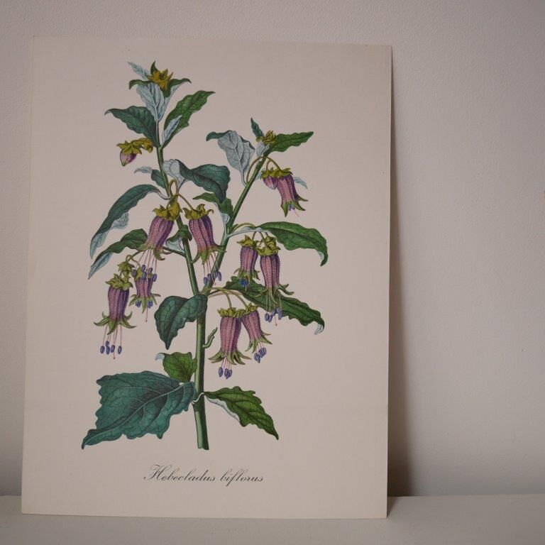 Botanical board Hebecladus - Servier