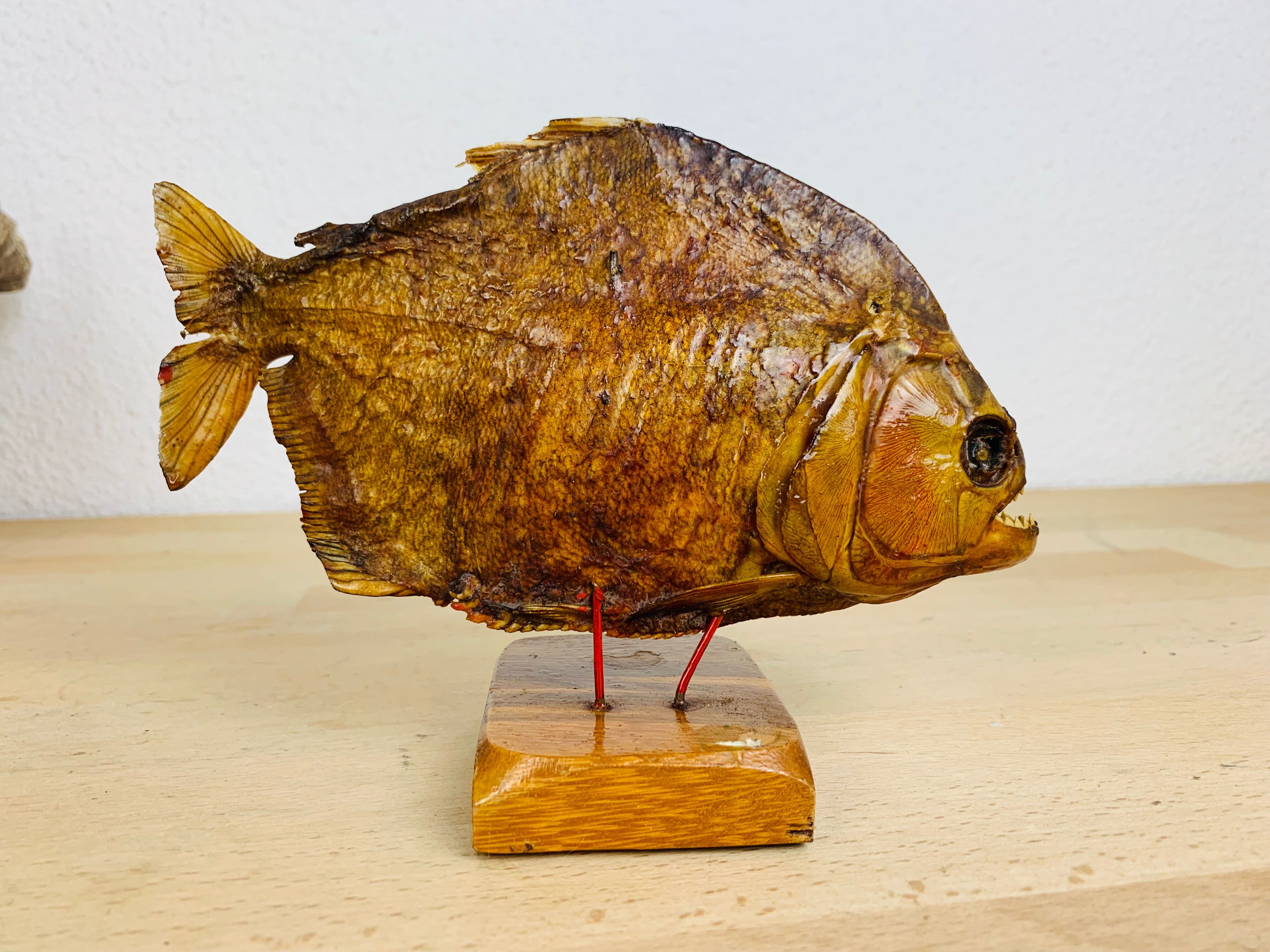 Piranha naturalized on base cabinet of curiosity