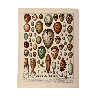 Lithograph engraving on eggs from 1928