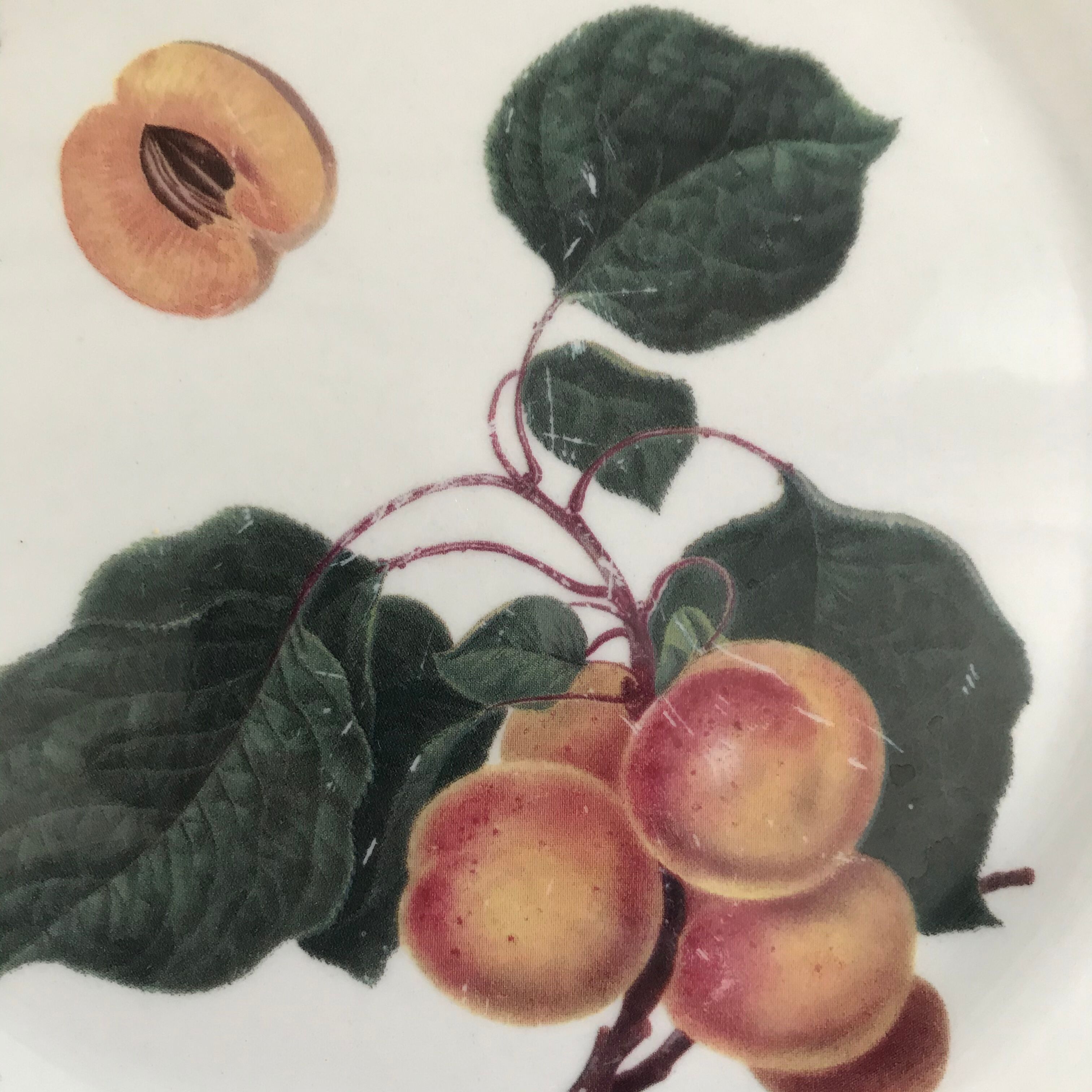 Lot of 6 plates botanical decoration