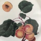 Lot of 6 plates botanical decoration