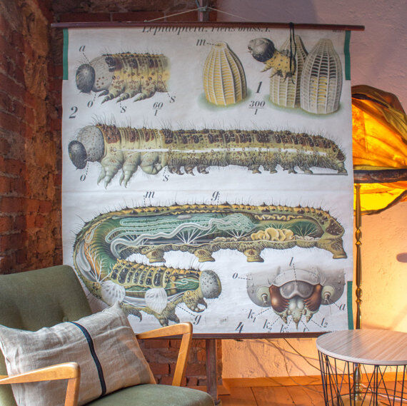 Poster of the 20th century Paul Pfurtscheller Zoological wall graphic, Caterpillar, 1911