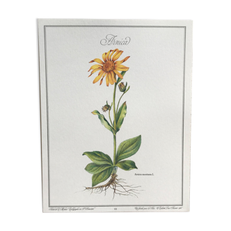 Planche botanique l'Arnica