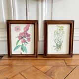 Pair of framed botanical posters