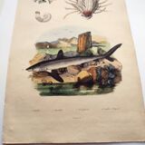 Old engraving from 1838 - Shark - Original hand-colored zoology and botany board.