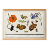 Small poster on “insects and flowers”, after an old engraving from 16