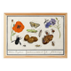 Small poster on “insects and flowers”, after an old engraving from 16