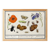 Petite affiche sur “insectes et fleurs”, d’après une gravure ancienne de 16