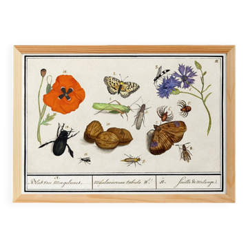 Petite affiche sur “insectes et fleurs”, d’après une gravure ancienne de 16