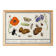 Small poster on “insects and flowers”, after an old engraving from 16