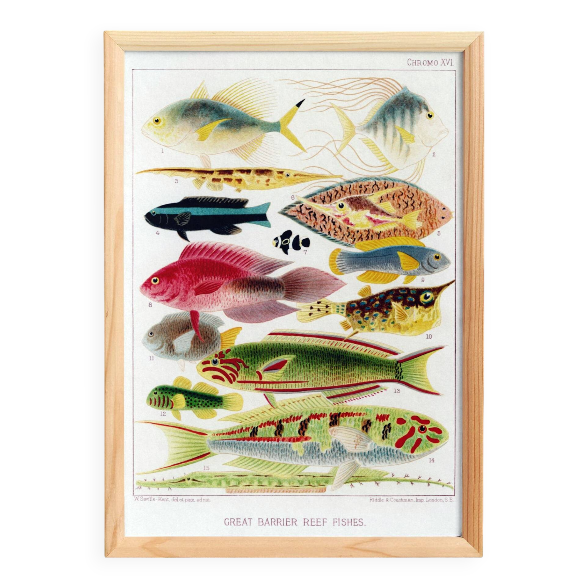 Poster about exotic fish, based on an old lithograph from 18