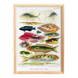 Poster about exotic fish, based on an old lithograph from 18