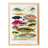 Poster about exotic fish, based on an old lithograph from 18