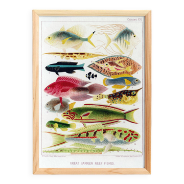 Poster about exotic fish, based on an old lithograph from 18