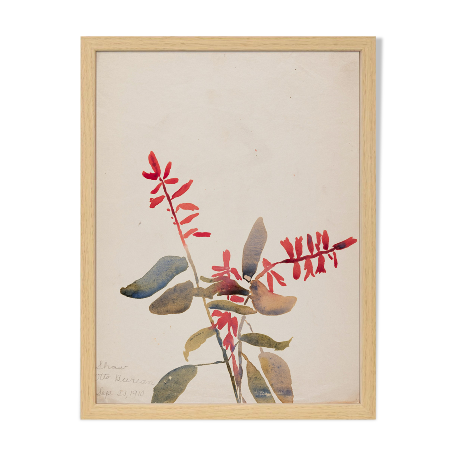 Watercolor illustration the flowers