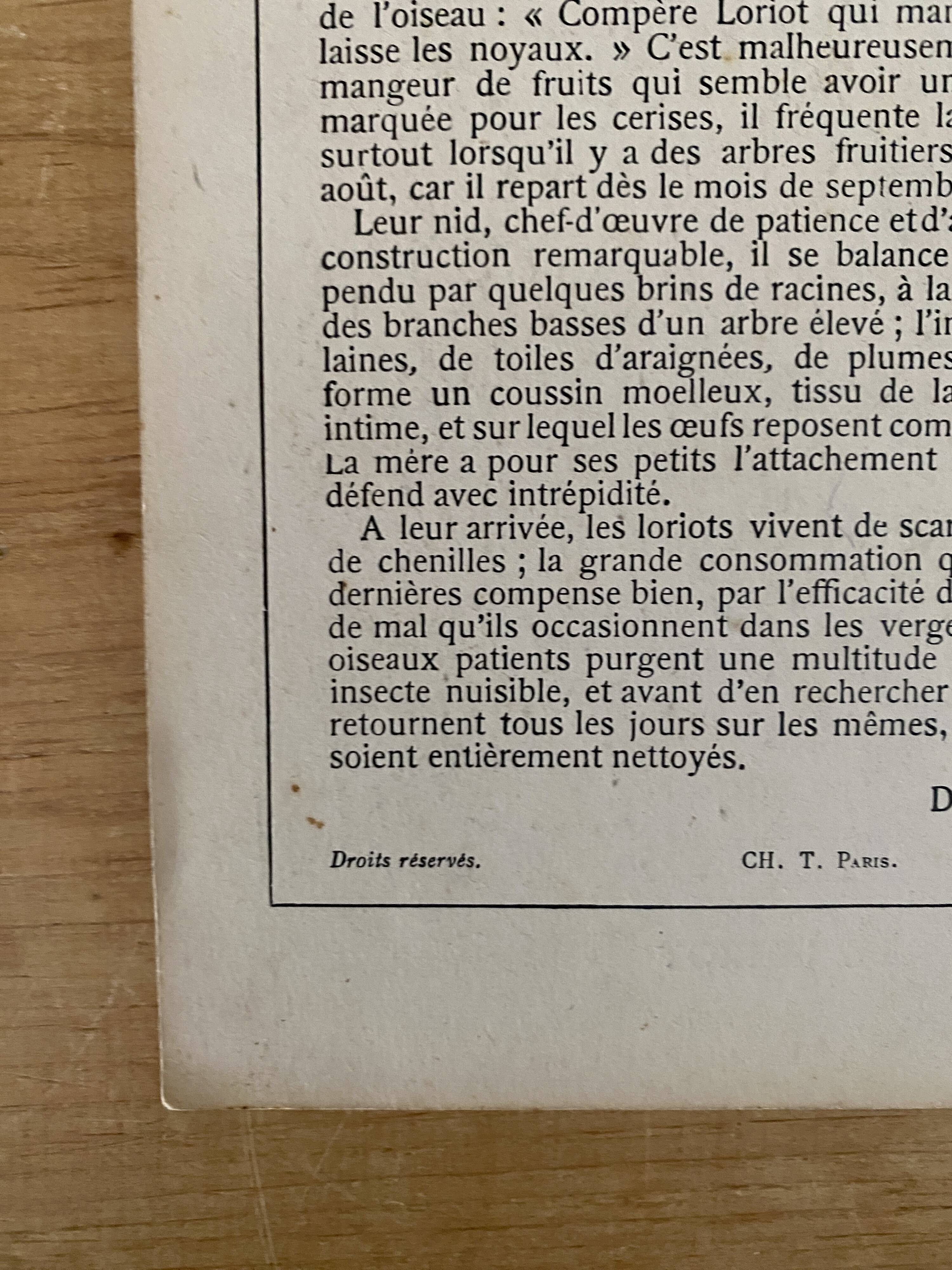 ancienne gravure d'oiseau - giacomelli et huyot - le loriot -