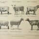 Old engraving 1922, Sheep, sheep breeds, ram, wool • Lithograph, Original plate