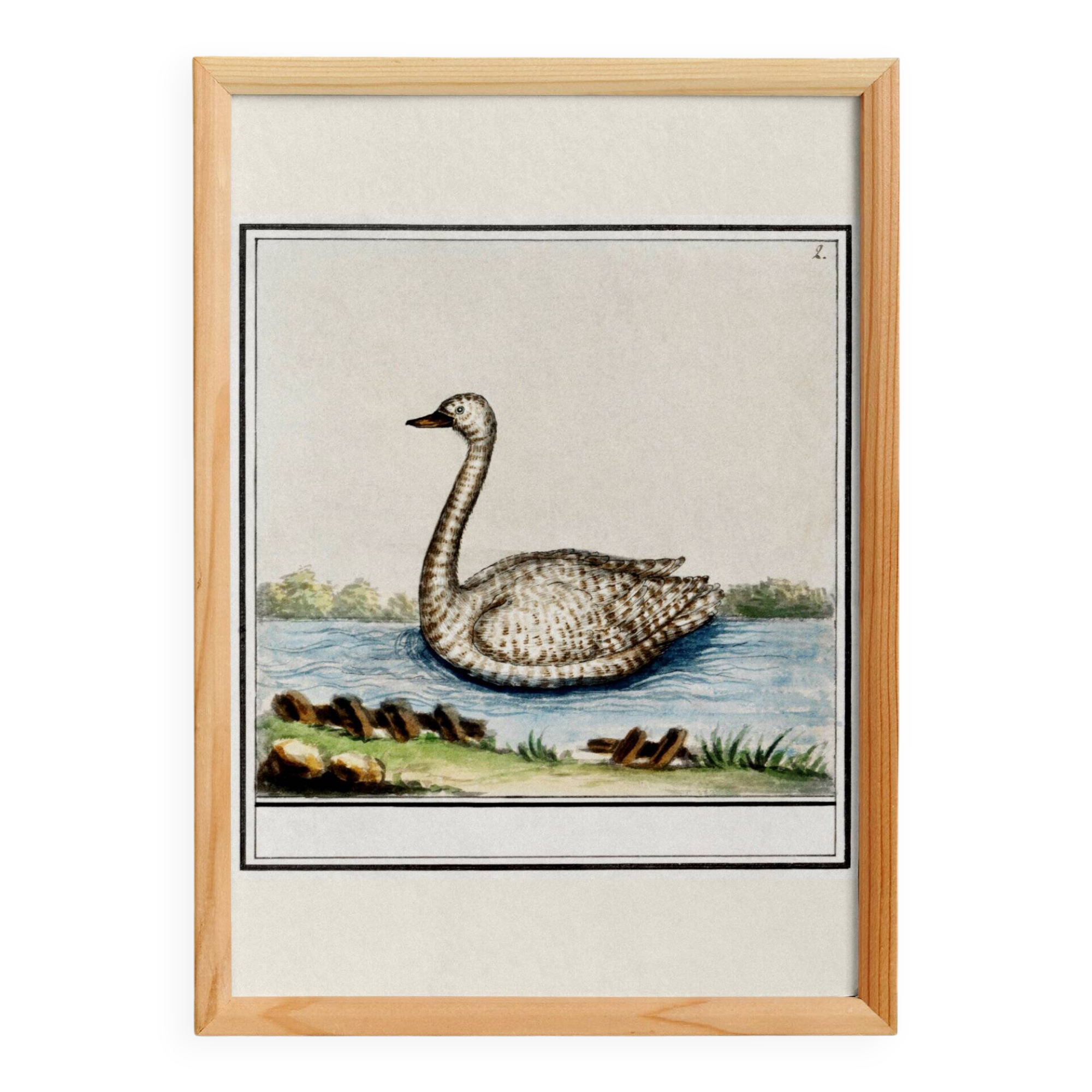 Small poster about the swan, after an old engraving from 1610.