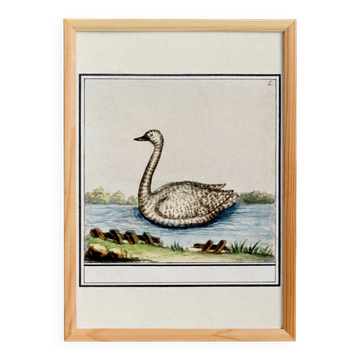 Small poster about the swan, after an old engraving from 1610.