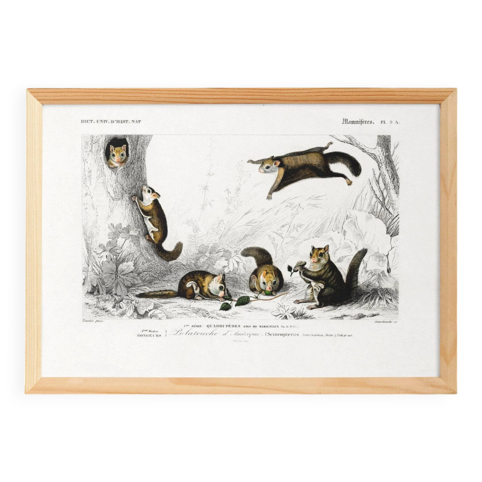 Poster about the American flying squirrel, based on an old engraving