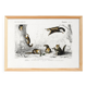 Poster about the American flying squirrel, based on an old engraving
