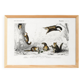 Poster about the American flying squirrel, based on an old engraving
