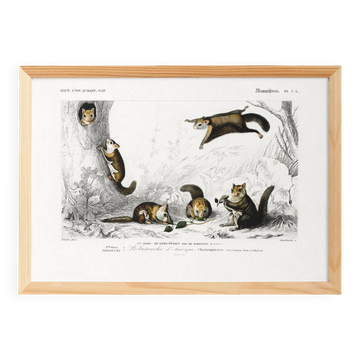 Poster about the American flying squirrel, based on an old engraving