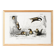 Poster about the American flying squirrel, based on an old engraving