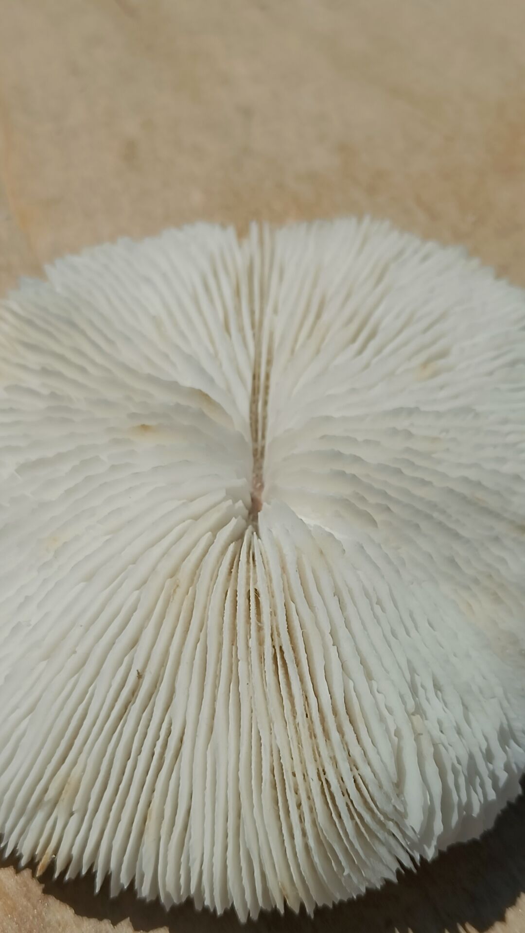 Natural round coral
