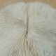 Natural round coral