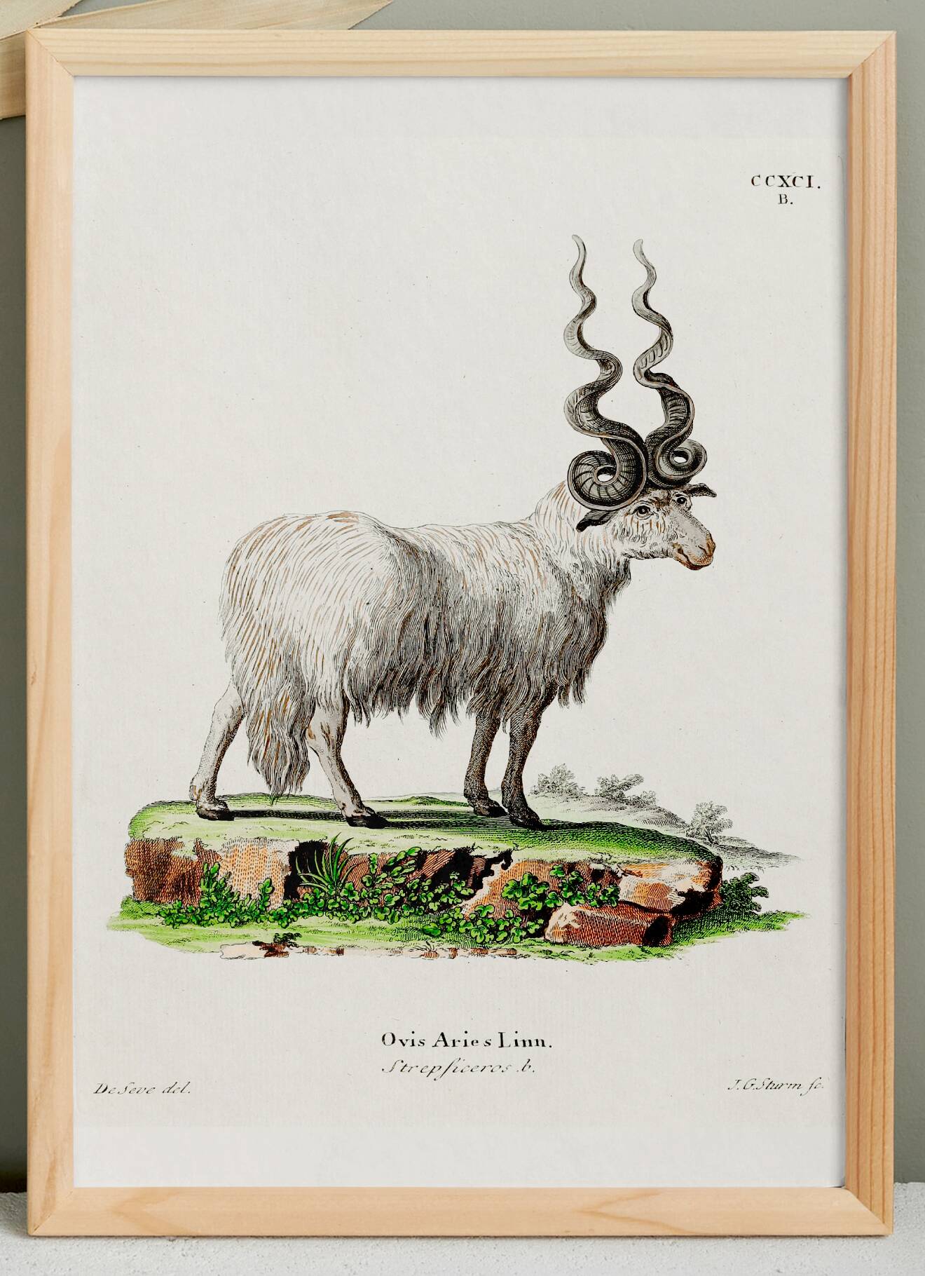 Poster about the mouflon, based on an old engraving from 1774.