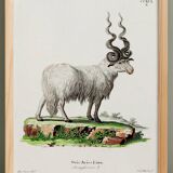 Poster about the mouflon, based on an old engraving from 1774.