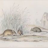 Original zoological board "rat - squirrel - field mouse - mouse" buffon 1838