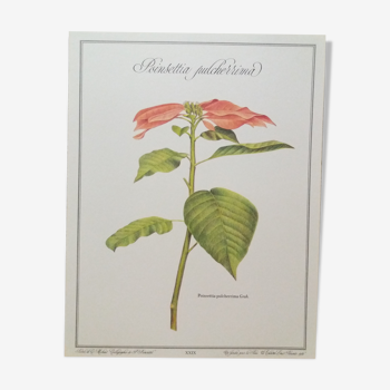 Planche botanique Poinsettia