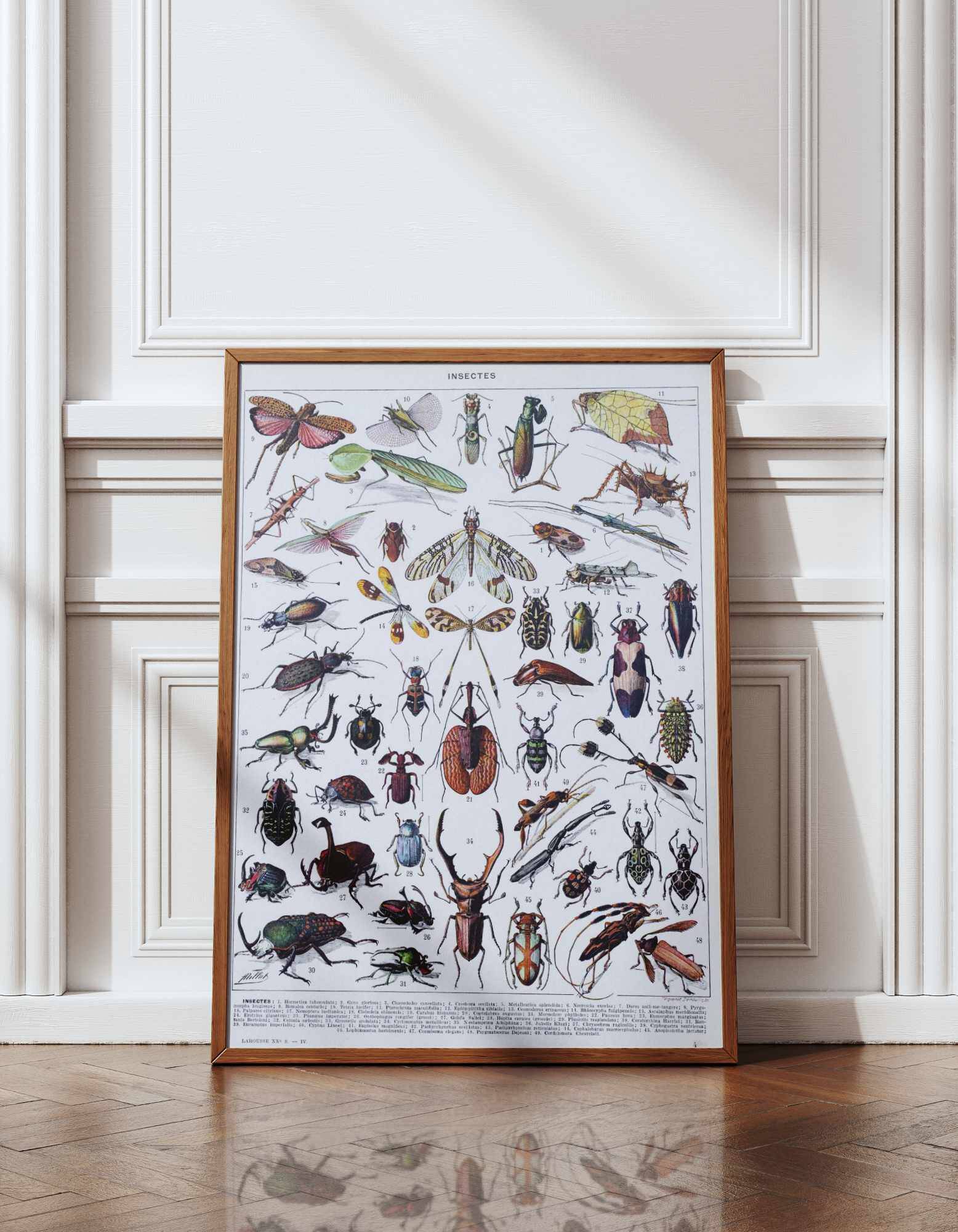 Original plate from 1930: insects, the art of scientific detail.