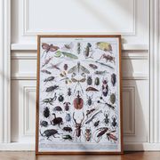Original plate from 1930: insects, the art of scientific detail.