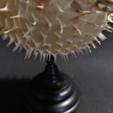 Cabinet of Curiosities naturalized fish diodon holocanthus on base