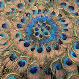 Peacock feathers