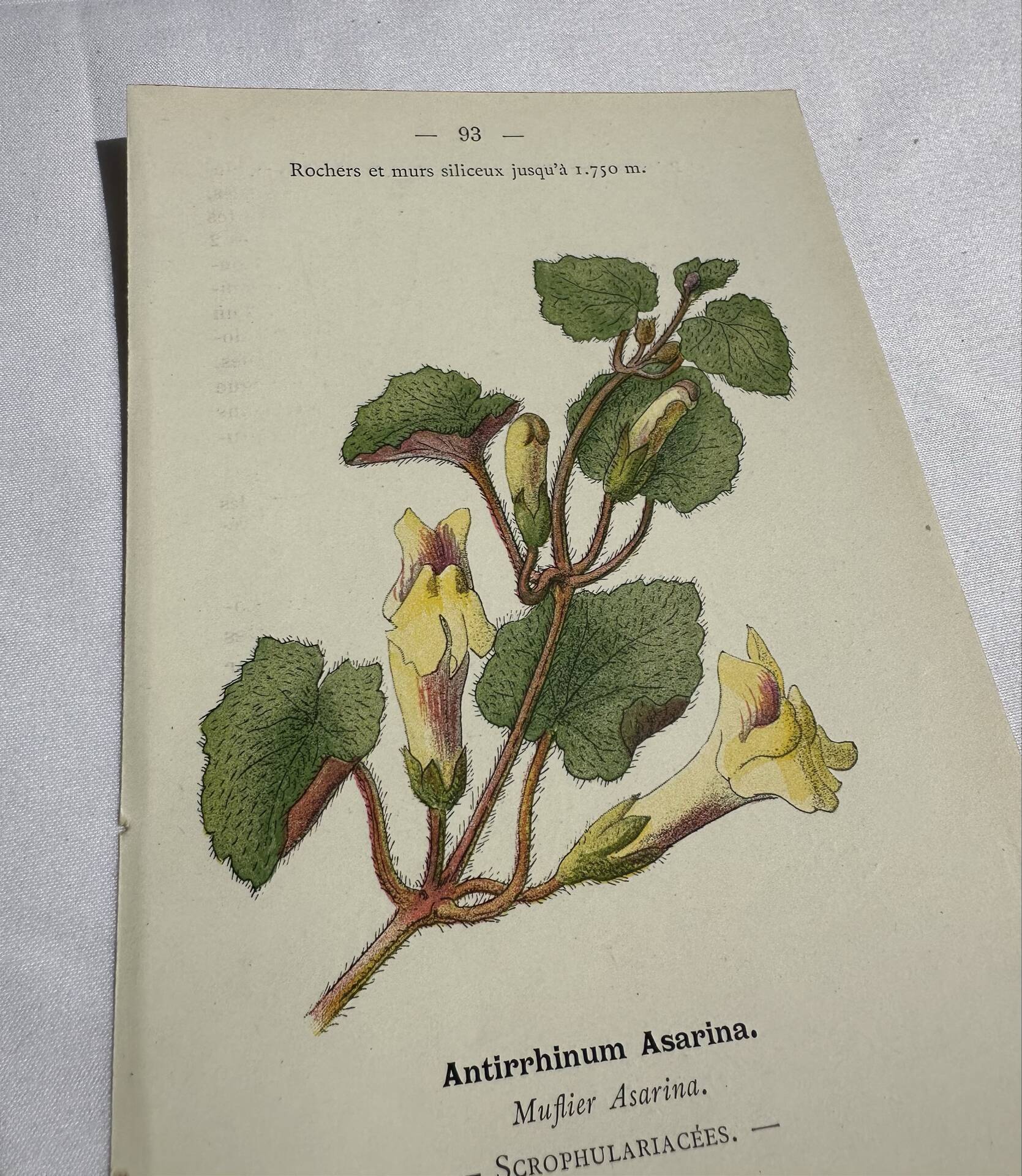 Gravure Botanique Ancienne XIXe – Lithographies Naturalistes  Fleurs &