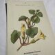 Gravure Botanique Ancienne XIXe – Lithographies Naturalistes  Fleurs &