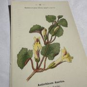 Gravure Botanique Ancienne XIXe – Lithographies Naturalistes  Fleurs &