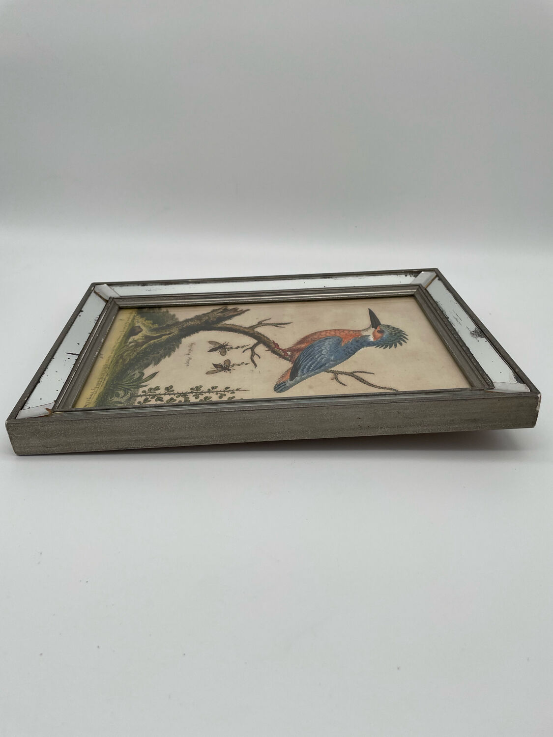 Antique engraving of bird naturalist, by Georges Edwards.