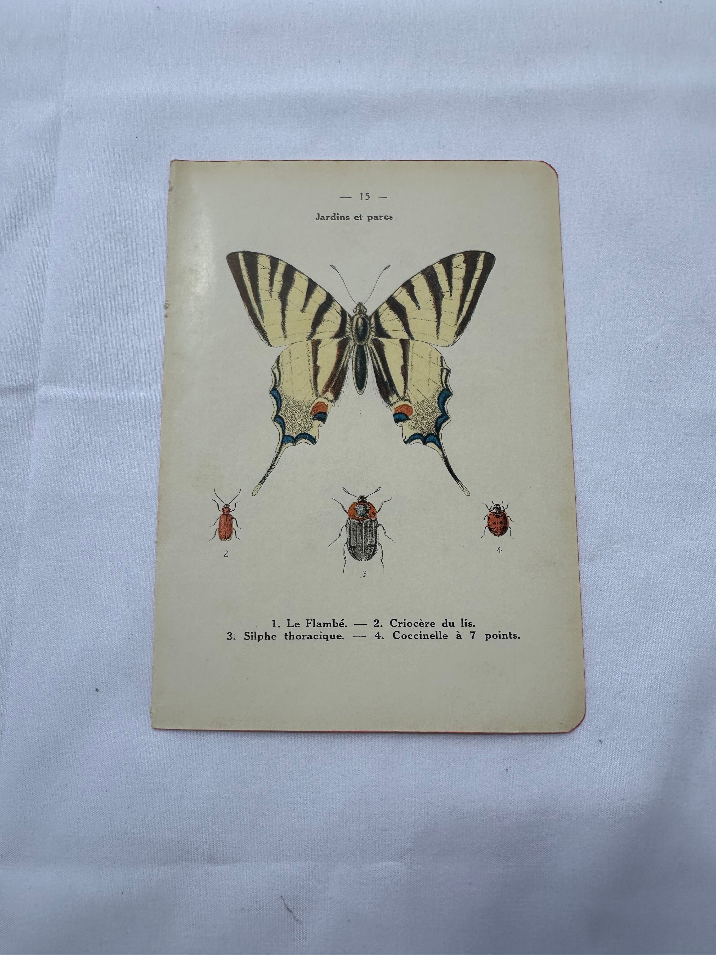 Old botanical lithograph naturalist double-sided