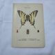 Old botanical lithograph naturalist double-sided