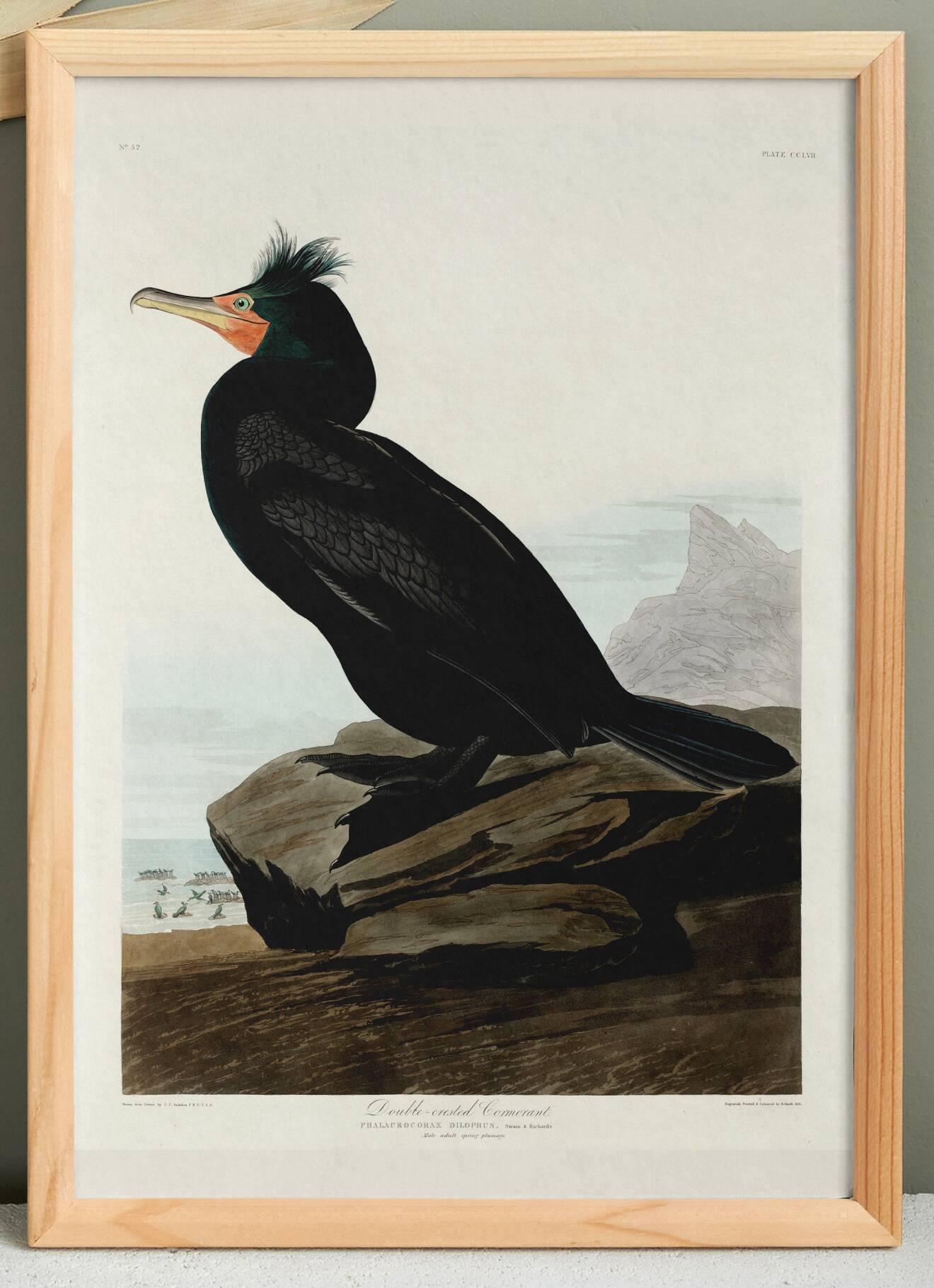 Poster about the Crested Cormorant, based on an old engraving from 1827.