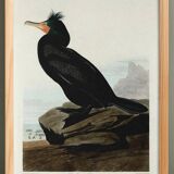 Poster about the Crested Cormorant, based on an old engraving from 1827.
