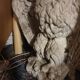 Aigle impérial  en fibrociment  XXème