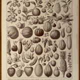 Lithograph on the fruits of 1928
