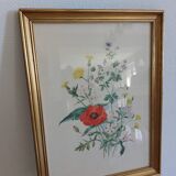 Botanical illustration of poppy