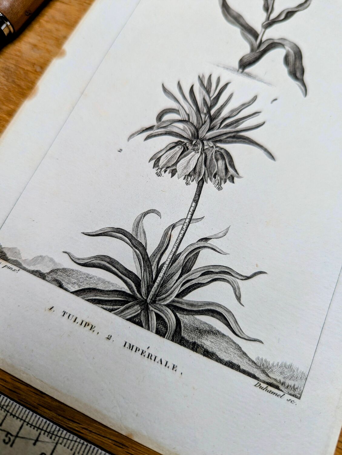 Imprimée en 1818, Tulipe et Impériale. Botanique vintage.